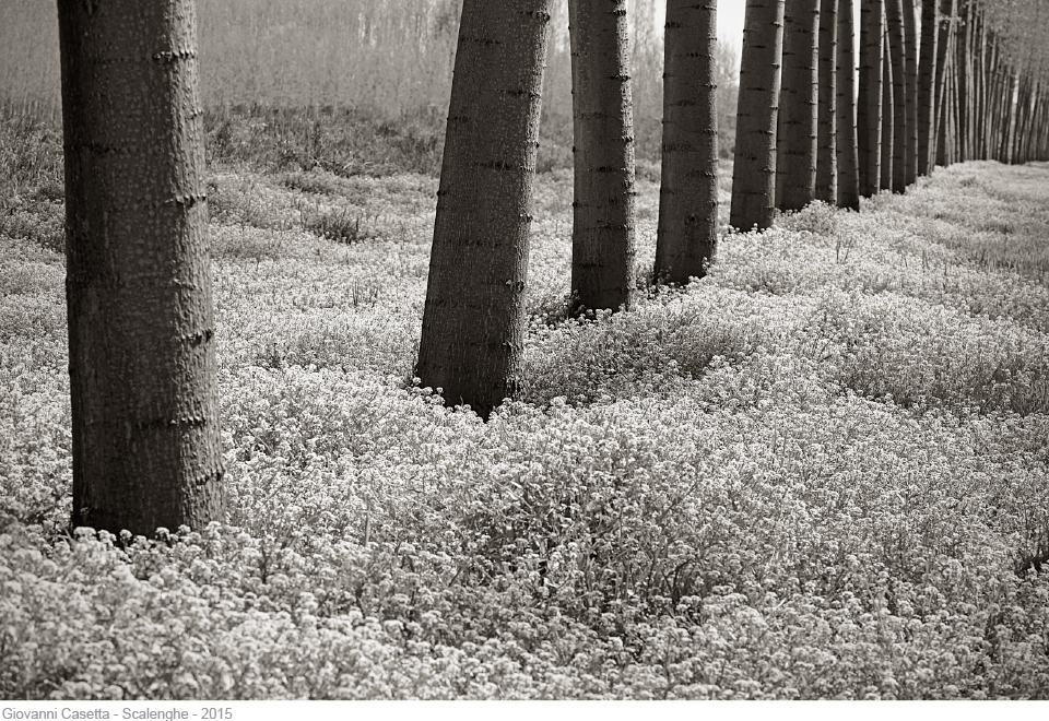 Scalenghe pioppeto in primavera con erbe fiorite foto in bianco e nero