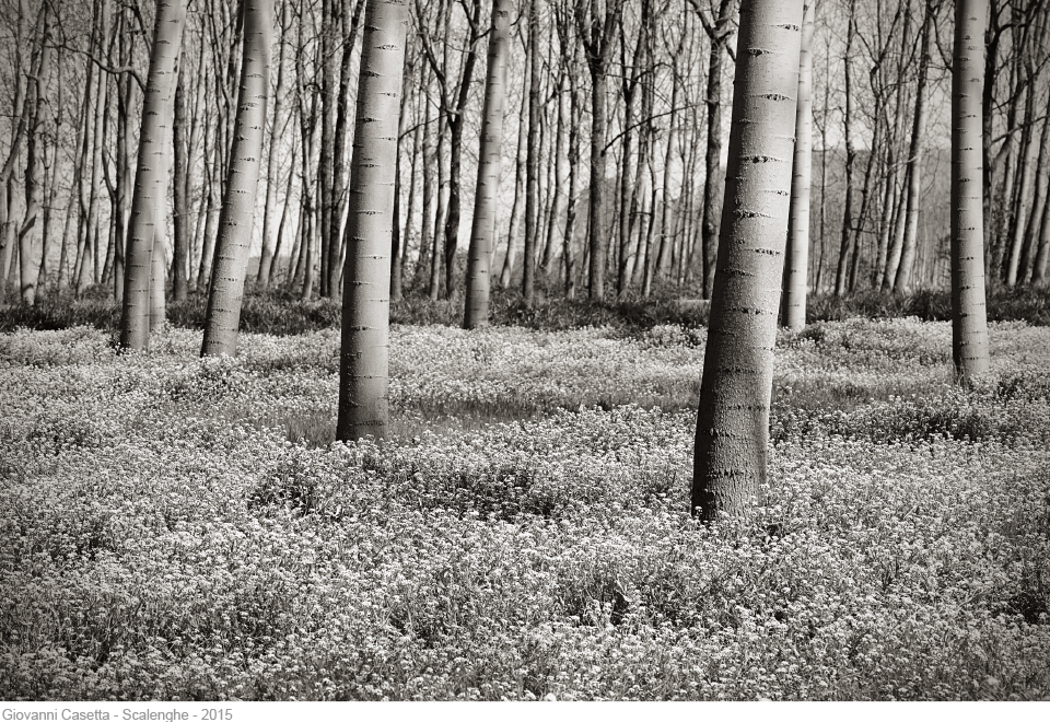 Scalenghe pioppeto in primavera con erbe fiorite foto in bianco e nero
