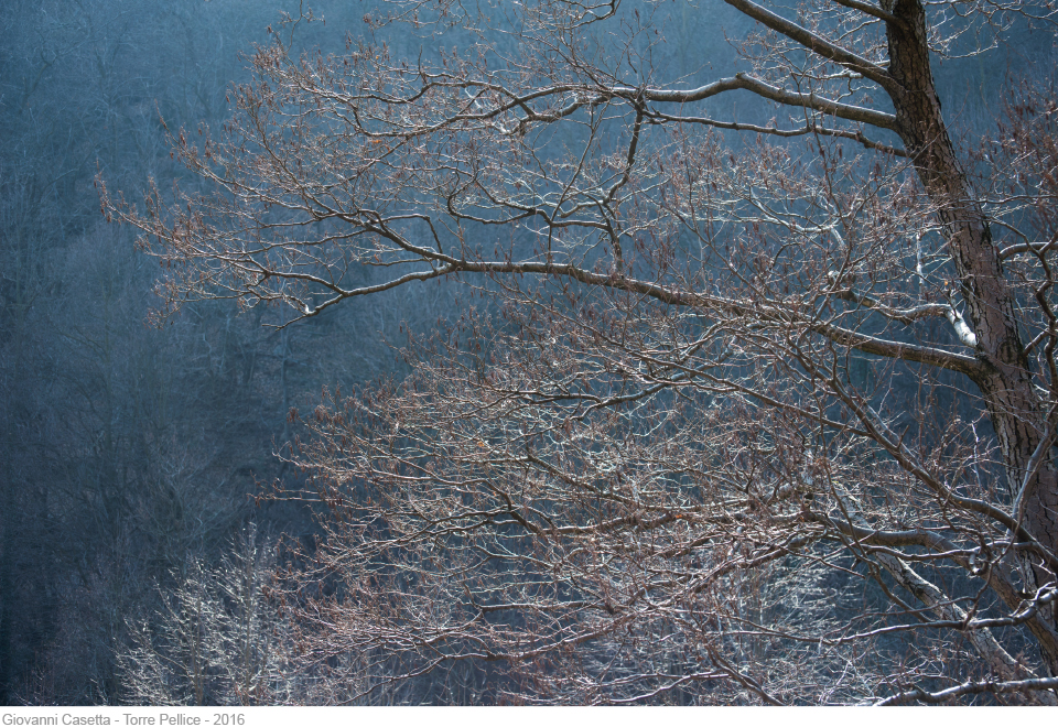 Torre Pellice albero in controluce, bosco sullo sfondo