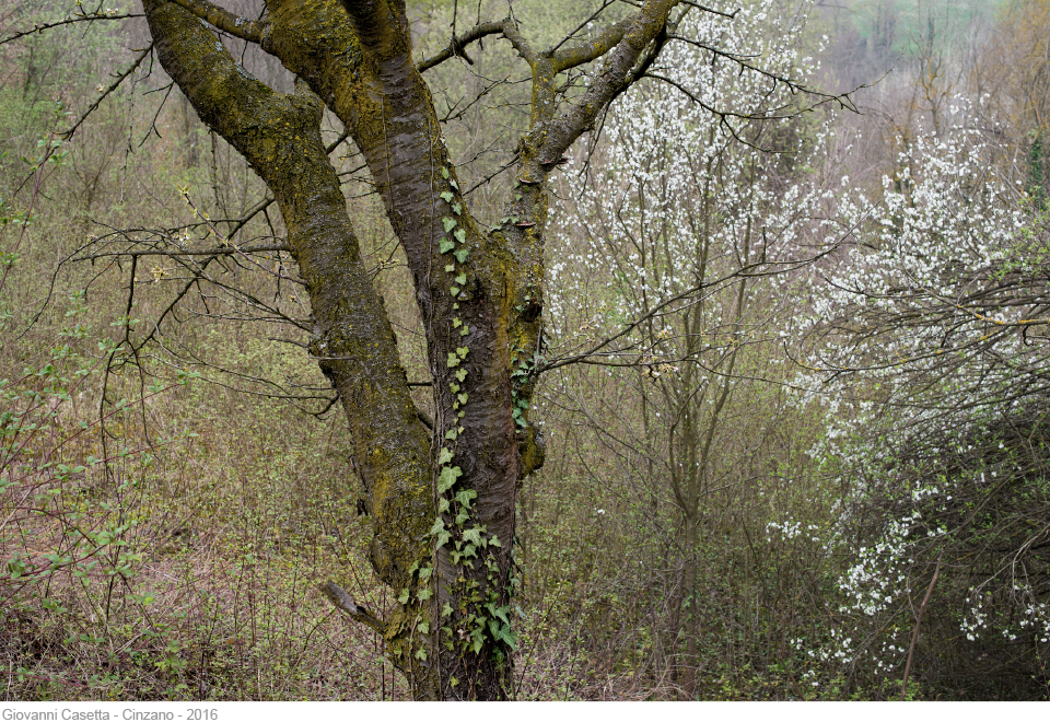 Cinzano ciliegi selvati fioriti in un bosco