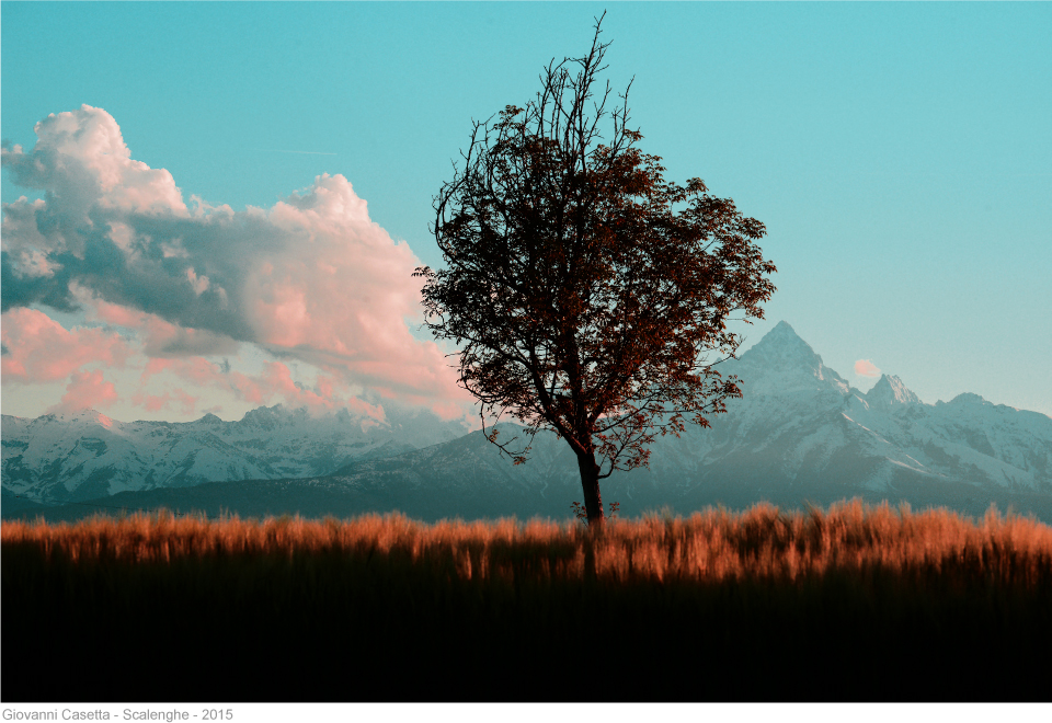 Scalenghe, grano e albero in primo piano con sfondo del Monviso