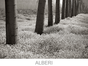 vai alla galleria Alberi